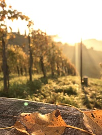 Herbstliche Stimmung in den Weinbergen (Ratscher Landhaus)