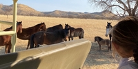 Freiwilligendienst in Namibia: Lotta auf der Farm (Foto: Stiftung Völkerverständigung)