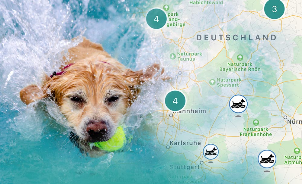Hundeschwimmen #hundimfreibad