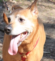 Die Bedürfnissw des Hundes bleiben, bis ins hohe Alter (Penny, 13 Jahre)