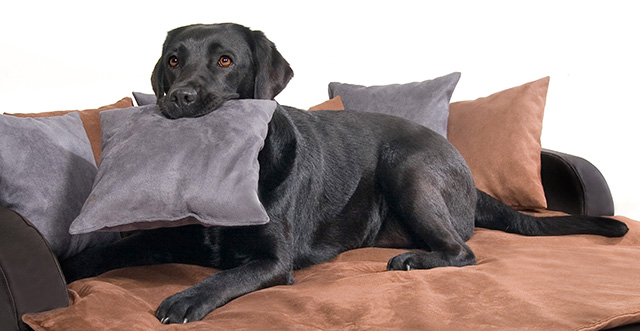 Exklusive Hundedecke haarfrei