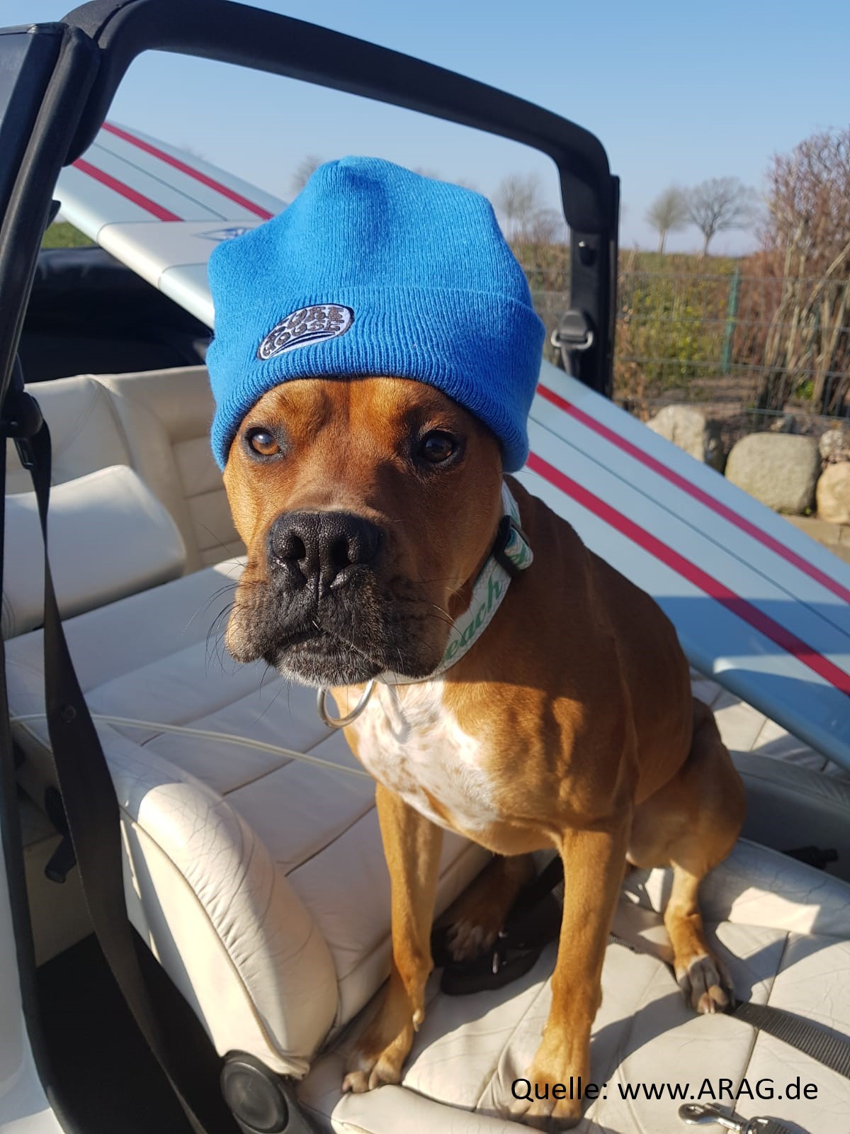ARAG Experten raten zur Box für den Hundetransport im Auto