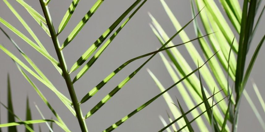 In der Homöopathie gibt es Arzneien zur Bekämpfung von Antibiotikaresistenzen