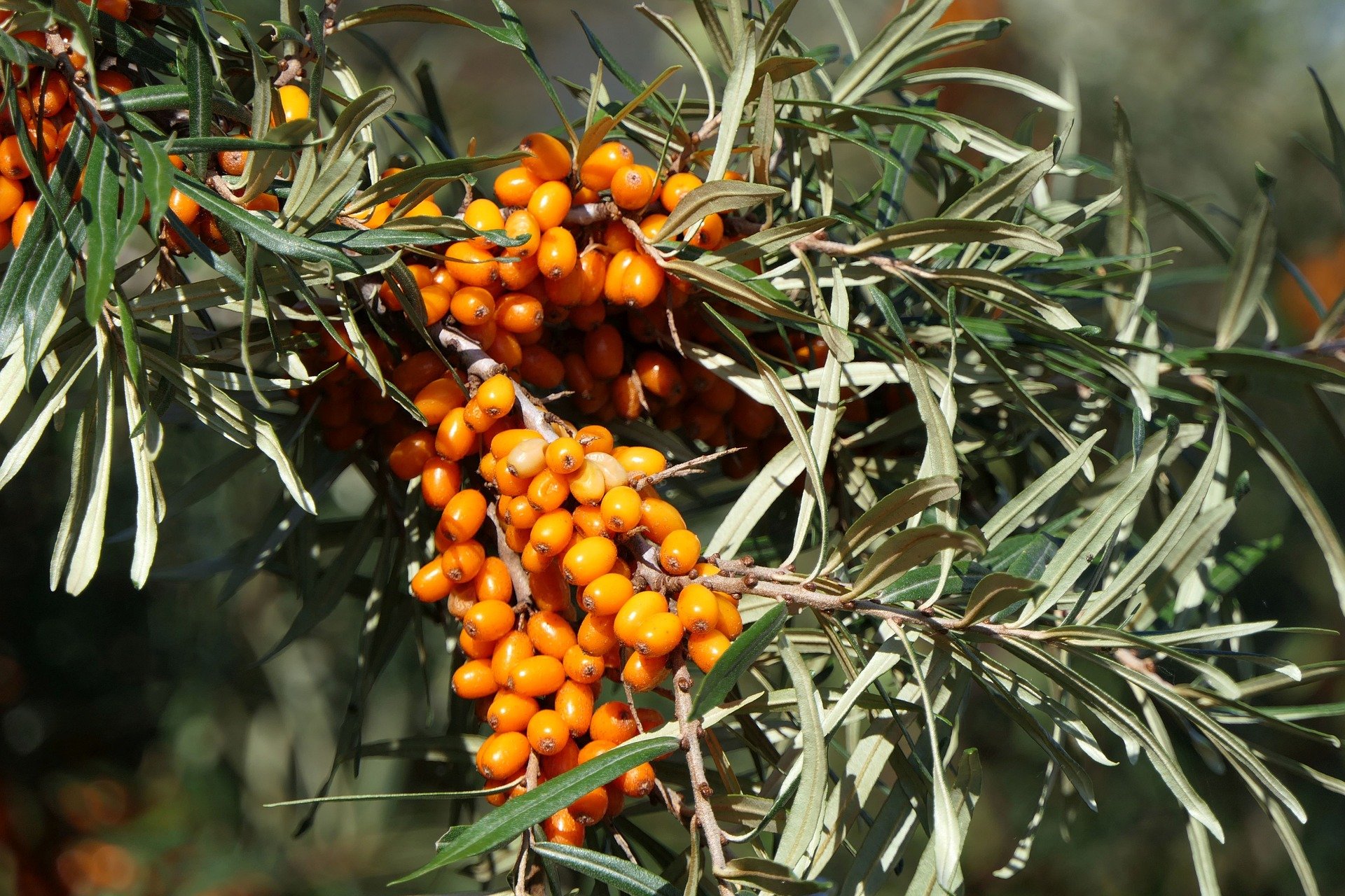 Sanddorn, Ayurvedagesundheit Sanddorn, Ayurvedagesundheit