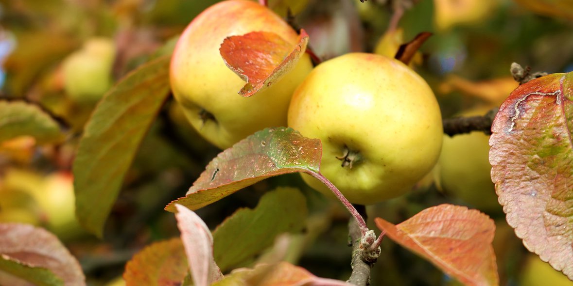 Allergien entstehen immer häufiger durch Umwelteinfüsse