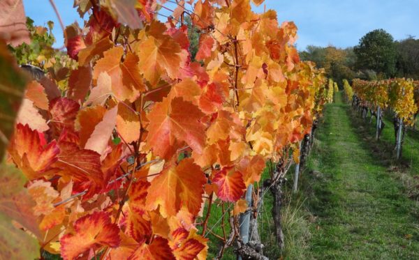 Eine Weinprobe in der Pfalz ist besonders im Herbst ein Erlebnis. Eine Weinprobe in der Pfalz ist besonders im Herbst ein Erlebnis.