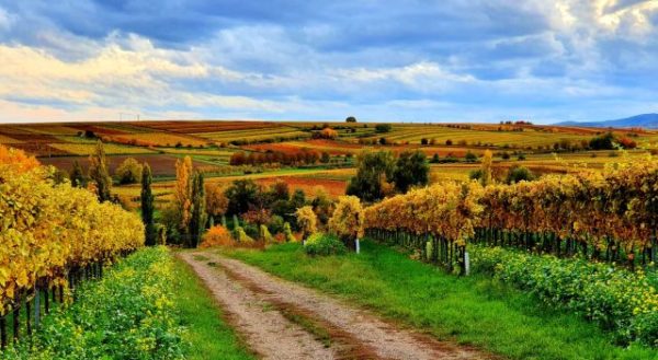 Bei einer Weinwanderung in der Pfalz gibt es vor allem im Herbst einiges zu sehen. Bei einer Weinwanderung in der Pfalz gibt es vor allem im Herbst einiges zu sehen.