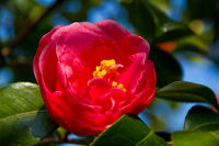 Kamelienblüte in Opatija (Foto: A.R.T./Ernst von Chaulin) Kamelienblüte in Opatija (Foto: A.R.T./Ernst von Chaulin)