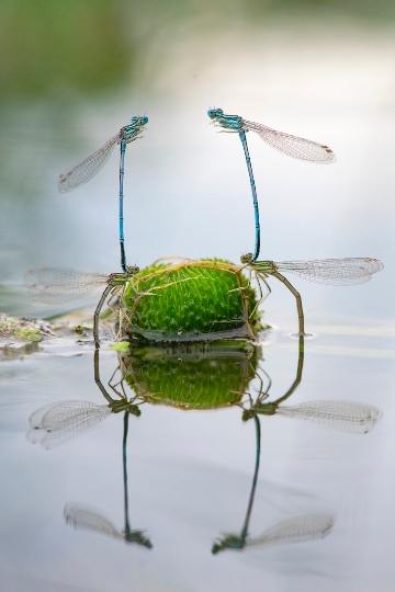 © Wiener Wildnis/MA 45