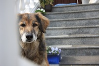 Die Bedürfnissw des Hundes bleiben, bis ins hohe Alter (Penny, 13 Jahre) Die Bedürfnissw des Hundes bleiben, bis ins hohe Alter (Penny, 13 Jahre)