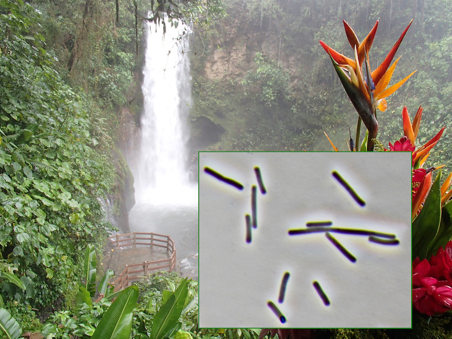 Costa Rica ist ein Land mit großer biologischer Vielfalt, zu der auch Clostridoides difficile gehört (Bildquelle: Quelle: Dörte Becher, Greifwald und DSMZ)