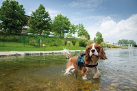 Hunde Schwimmteich (c) Bernhard Bergmann (Hotel Larimar)