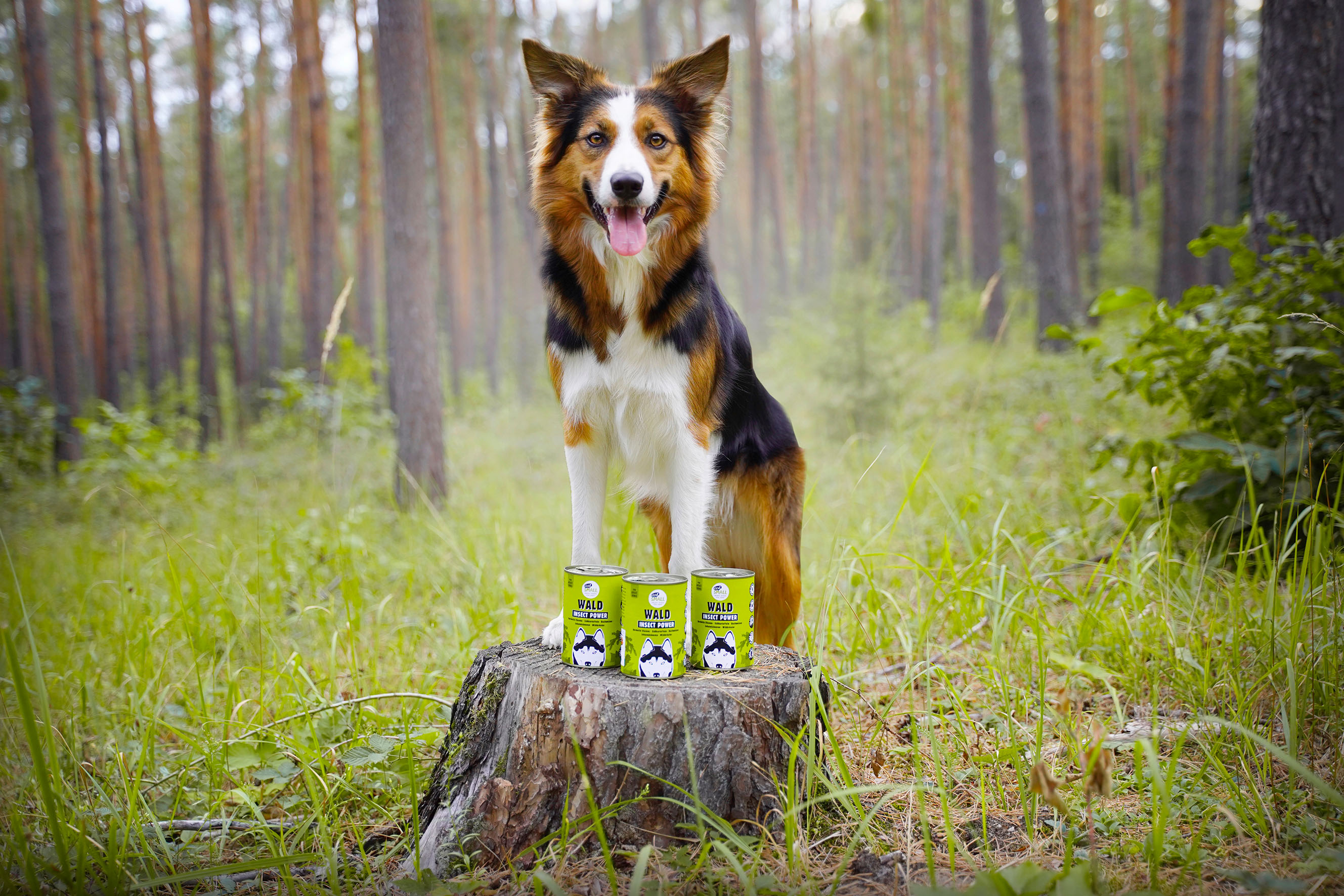 Ein 15 Kg schwerer Hund stößt im Laufe von durchschnittlich 13 Lebensjahren etwa 8,2 Tonnen CO2 aus, (Bildquelle: Foto: djd-k/eat-small.com) Ein 15 Kg schwerer Hund stößt im Laufe von durchschnittlich 13 Lebensjahren etwa 8,2 Tonnen CO2 aus, (Bildquelle: Foto: djd-k/eat-small.com)