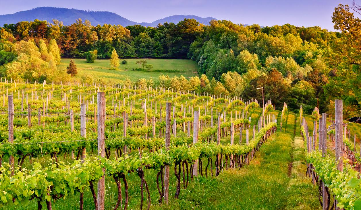 Weinlagen bei Charlottesville in Virginia. (Bildquelle: Visit Charlottesville) Weinlagen bei Charlottesville in Virginia. (Bildquelle: Visit Charlottesville)