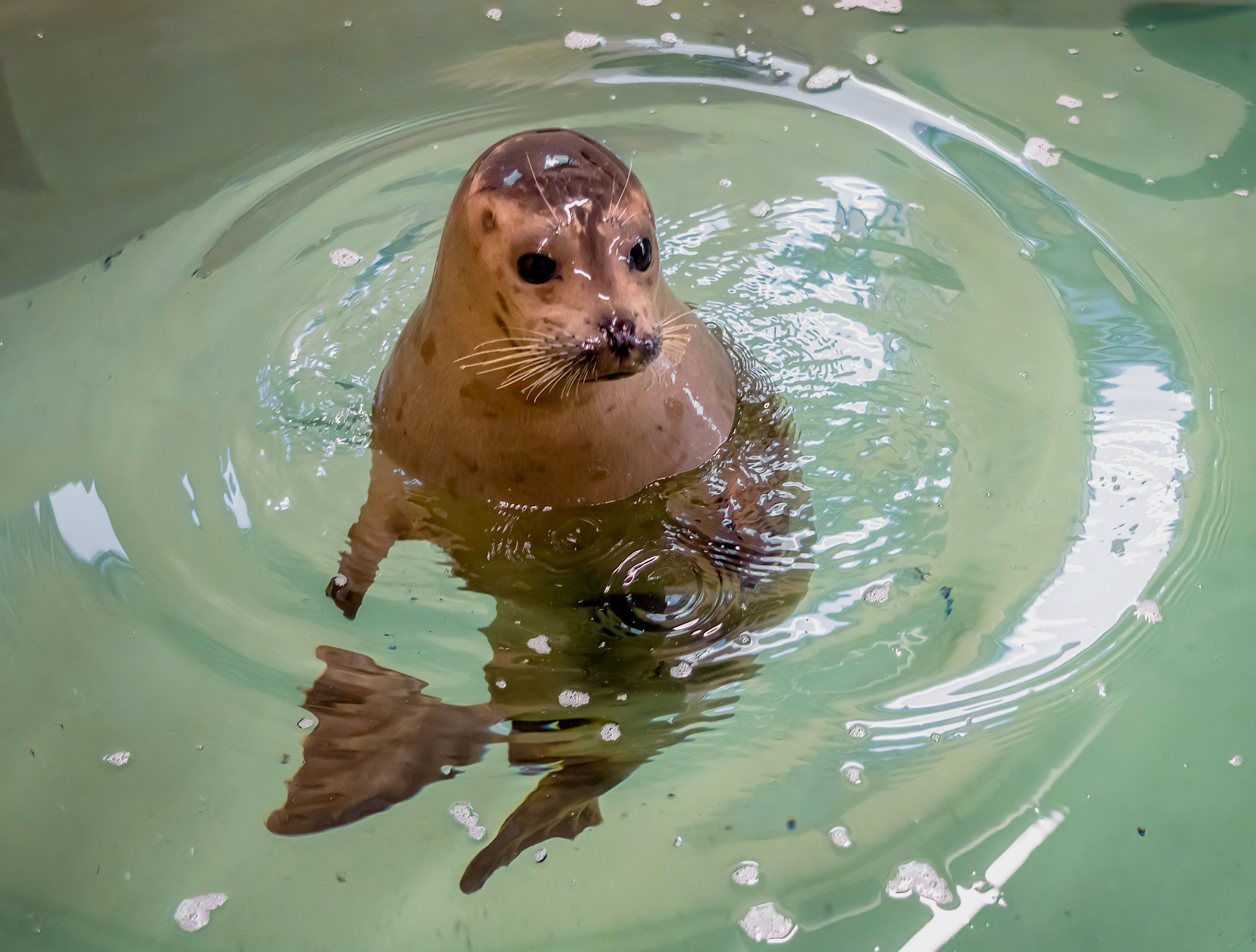 Seehund Javier wird der neue Star im Virginia Aquarium von Virginia Beach. (Bildquelle: Virginia Aquarium) Seehund Javier wird der neue Star im Virginia Aquarium von Virginia Beach. (Bildquelle: Virginia Aquarium)