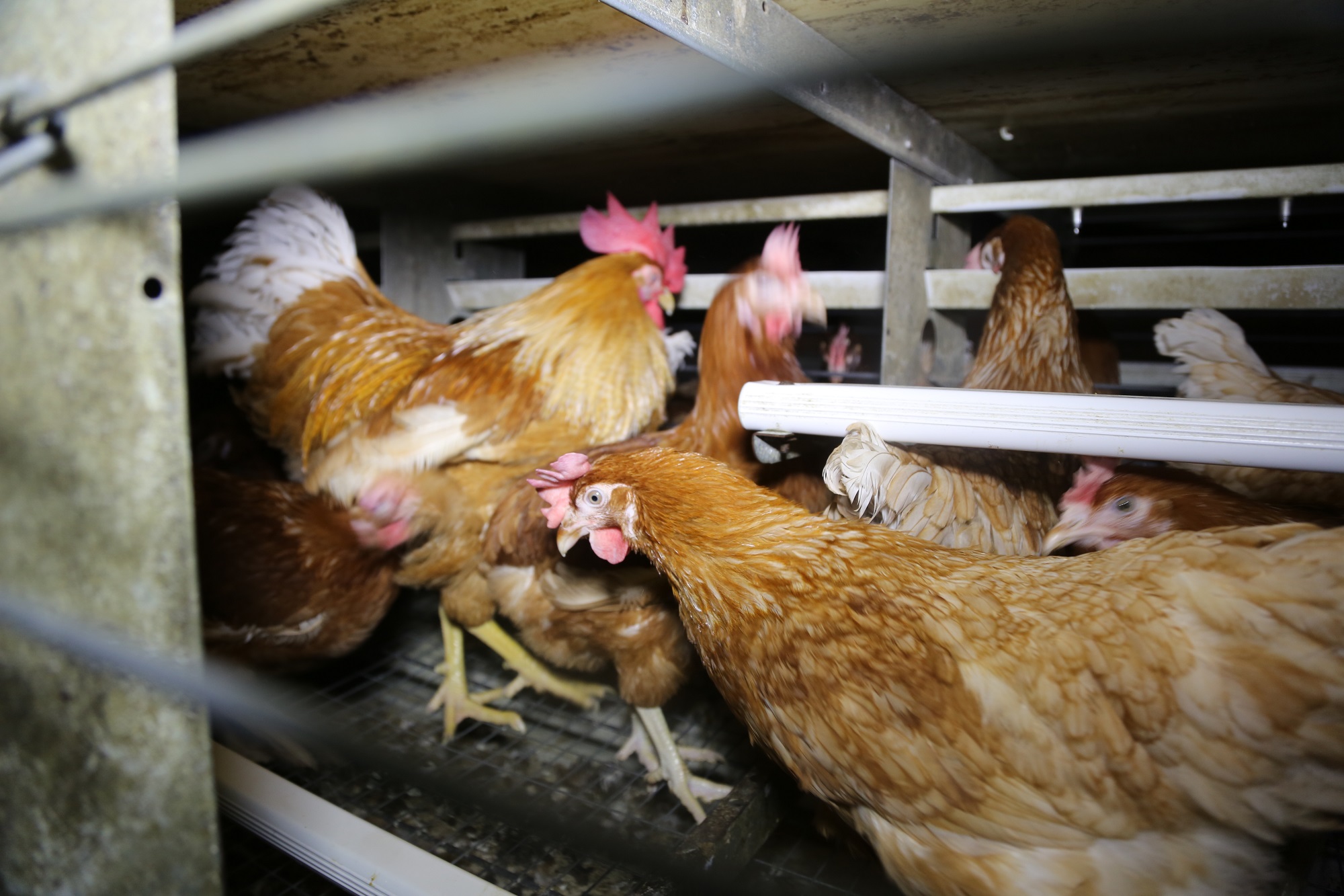 Staatsanwaltschaft ermittelt gegen Hühnerhalter im Kreis Coesfeld - Bildmaterial belegt Tierquälerei Staatsanwaltschaft ermittelt gegen Hühnerhalter im Kreis Coesfeld - Bildmaterial belegt Tierquälerei