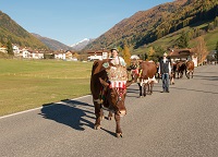 Almabtrieb (c) Alfred Stolzlechner (Tourismusverein Ahrntal)