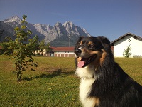 Hund genießt die Natur (MyTirol) Hund genießt die Natur (MyTirol)