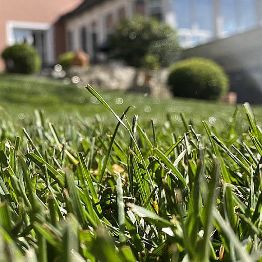 (Bildquelle: Schwab Rollrasen) (Bildquelle: Schwab Rollrasen)