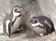 Pinguine
