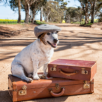 Auch die SonnenMoor-Produkte für den Hund sollten Platz finden (c) stock Canva.com (SonnenMoor)