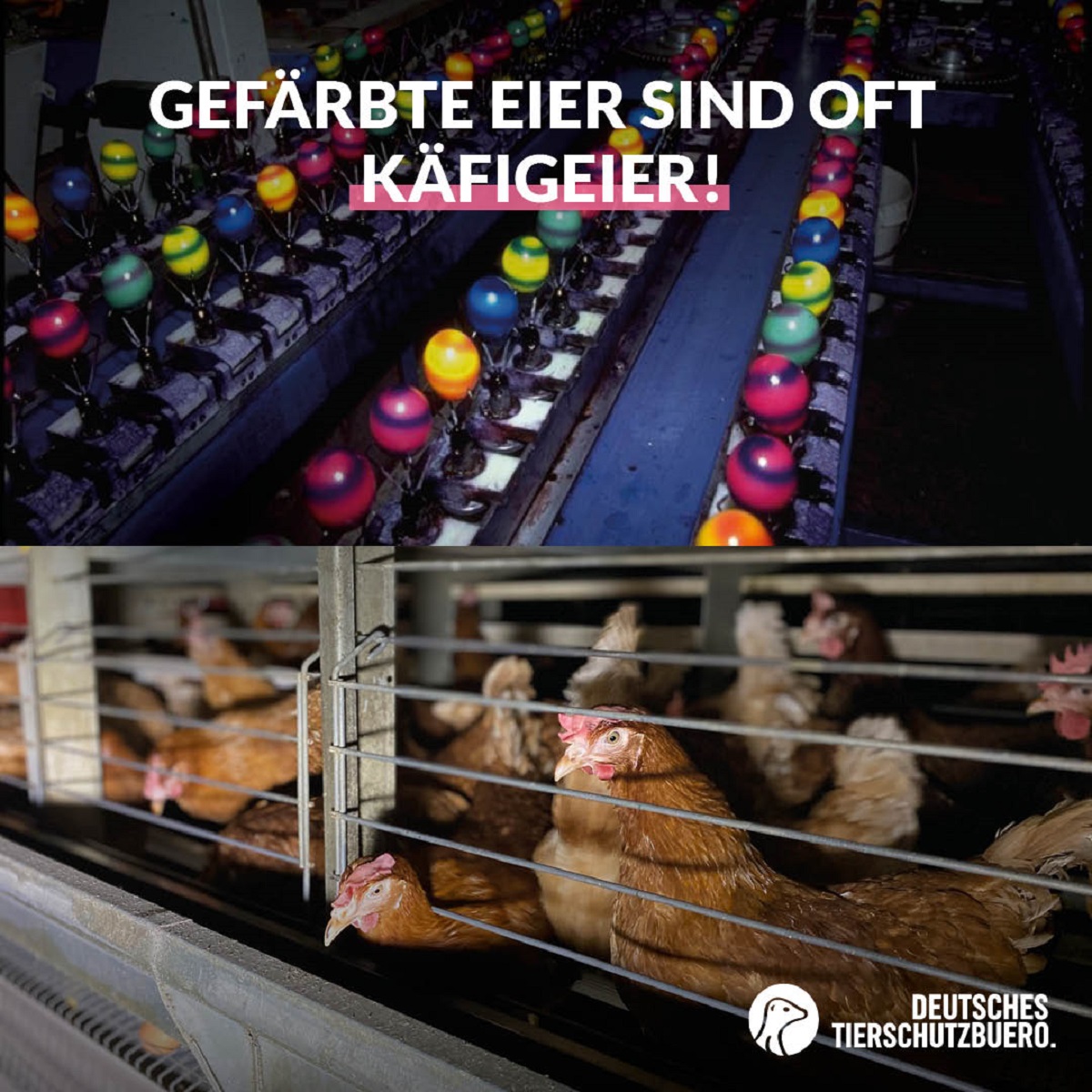 Deutsches Tierschutzbüro deckt auf: Gefärbte Ostereier kommen auch aus Käfighaltungsbetrieben Deutsches Tierschutzbüro deckt auf: Gefärbte Ostereier kommen auch aus Käfighaltungsbetrieben