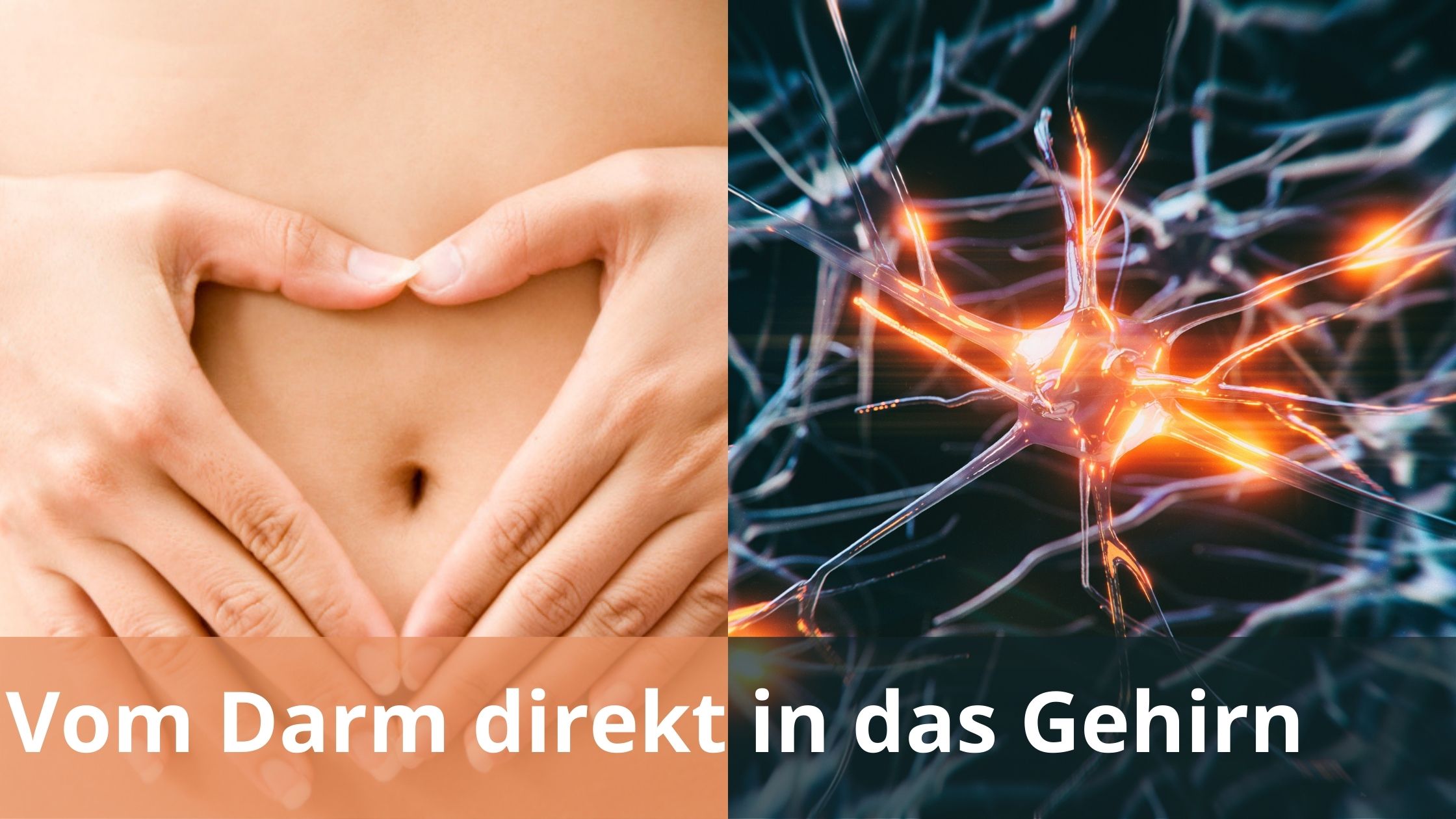 Vom Darm direkt in das Gehirn