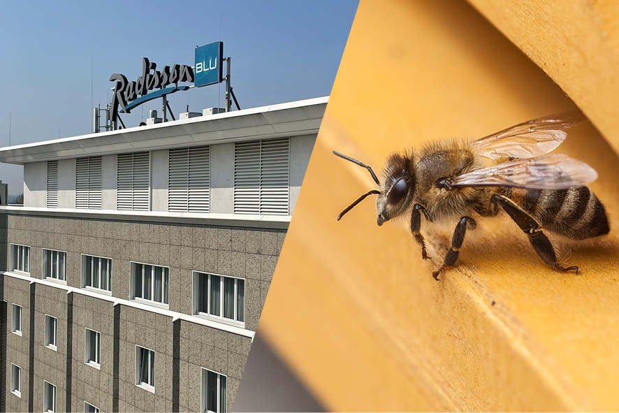 Fleißige Bienen auf dem Dach des Radisson Blu Hotels ind Dortmund Fleißige Bienen auf dem Dach des Radisson Blu Hotels ind Dortmund