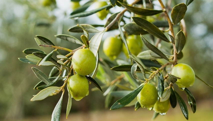 Mit der Haftcreme OlivaFix Gold ist bonyf in einem interessanten Markt gut aufgestellt. Mit der Haftcreme OlivaFix Gold ist bonyf in einem interessanten Markt gut aufgestellt.