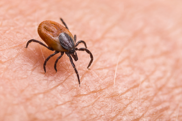 Ein Zeckenstich kann schwere Krankheiten wie Borreliose oder FSME zur Folge haben. (Bildquelle: ERGO Group)