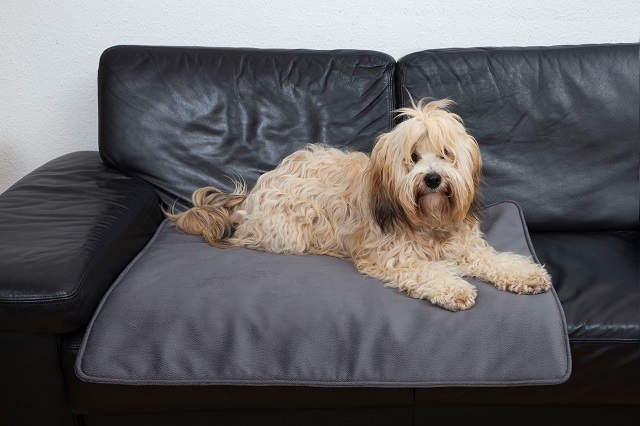 Hundedecke haarfrei