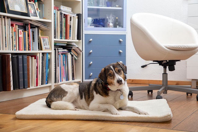 Hundedecke haarfrei