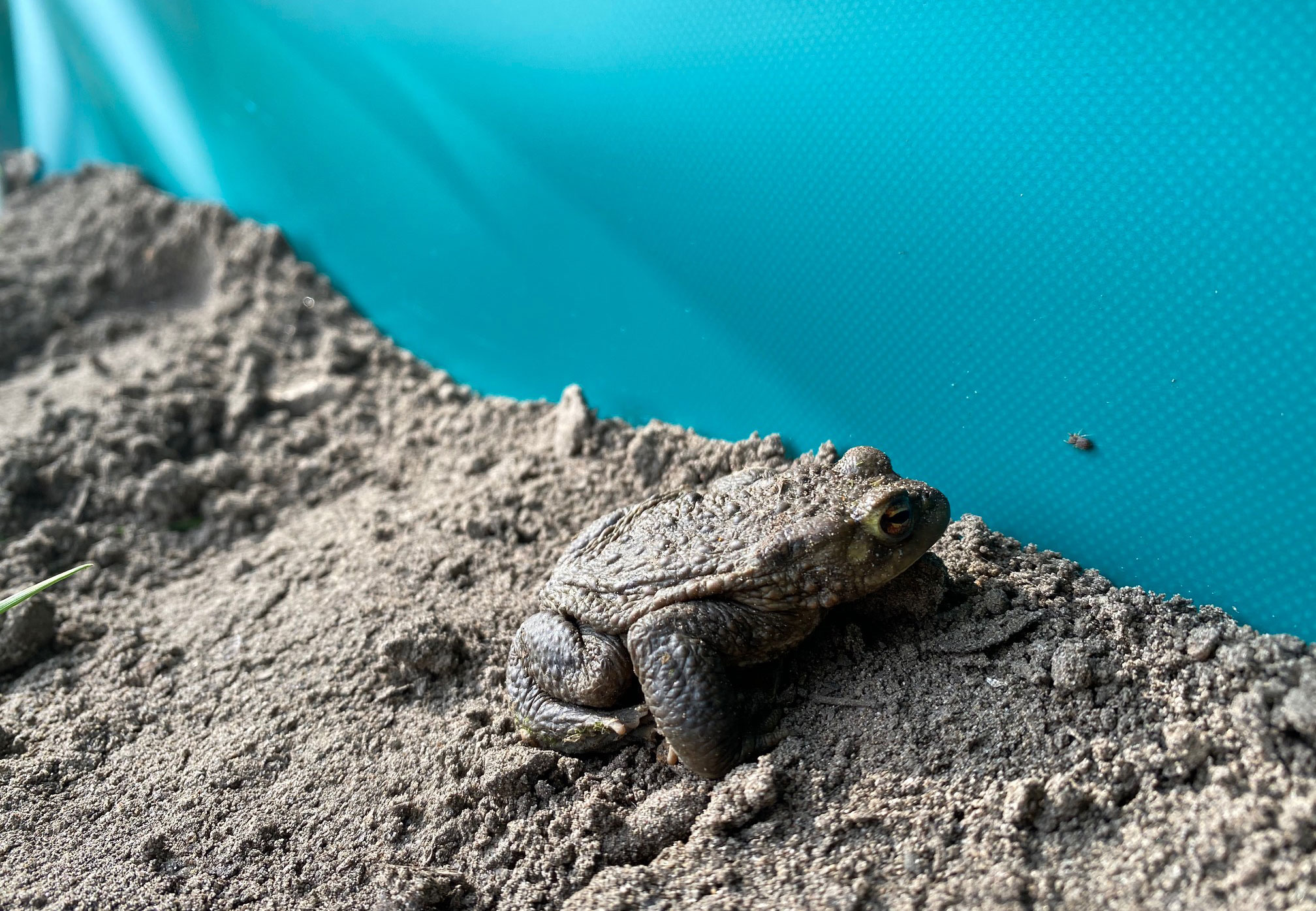 Kröten, Molche, Salamander und Co. bewahrt Amphi Guard Mobil sicher vor dem Verkehrstod. Foto: Blömen VuS Kröten, Molche, Salamander und Co. bewahrt Amphi Guard Mobil sicher vor dem Verkehrstod. Foto: Blömen VuS