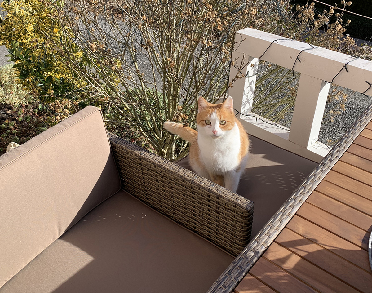 Kater Sammy freut sich immer über neue Gäste in der Ferienwohnung Drachennest in Feldkirch-Tosters in Vorarlberg.