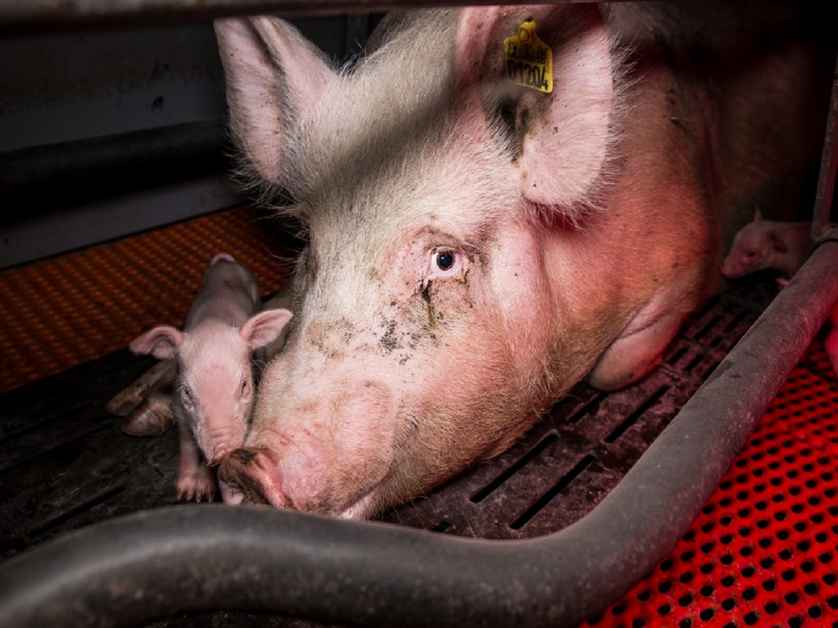 Kein Muttertag für Tiere - So sehr leiden die Muttertiere in der Tierindustrie Kein Muttertag für Tiere - So sehr leiden die Muttertiere in der Tierindustrie