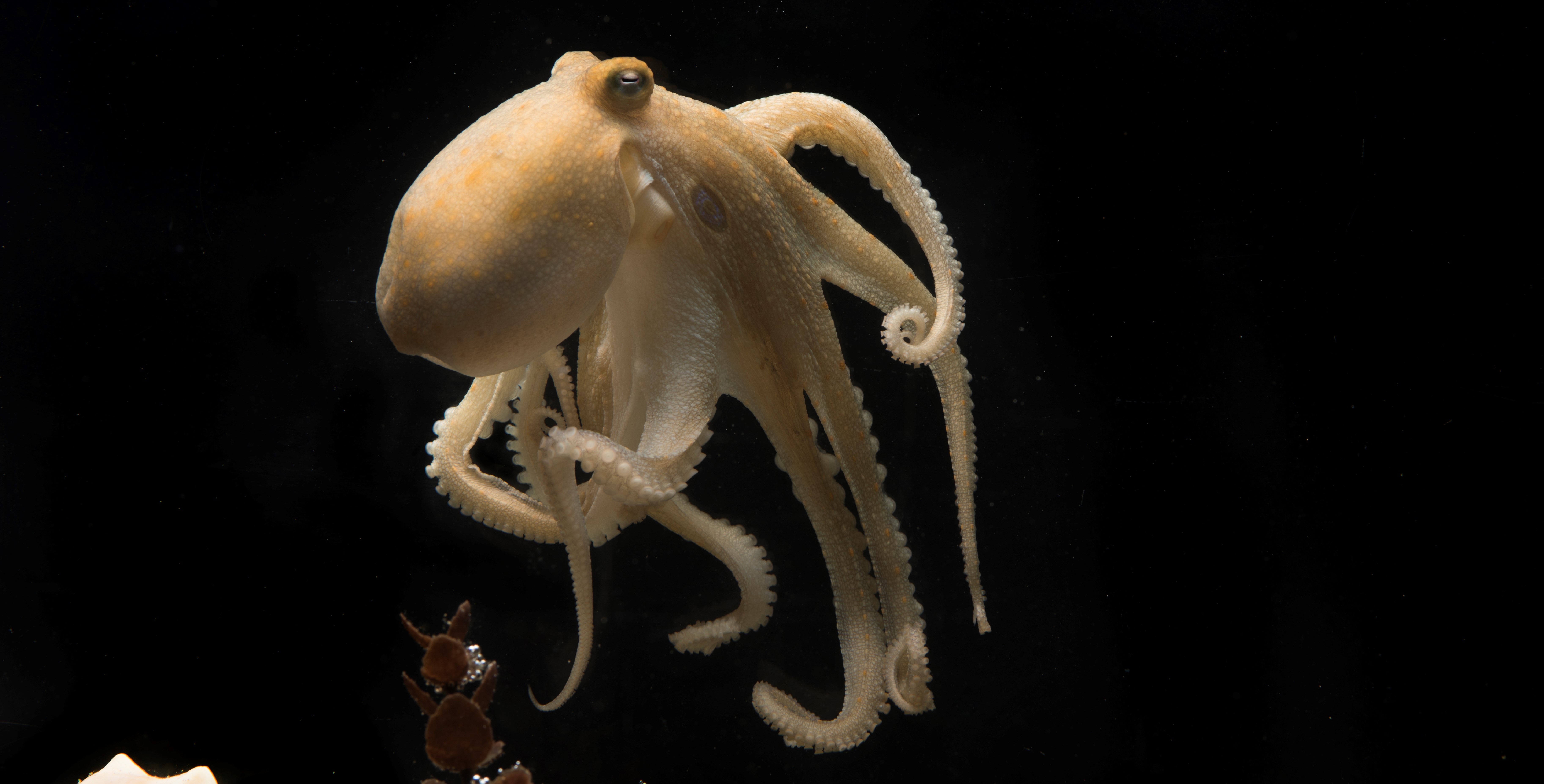 © Tom Kleindinst, Marine Biological Laboratory