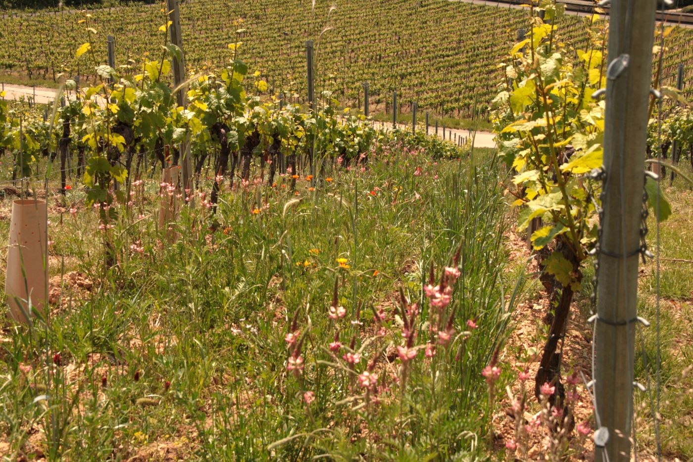 Blühender Weinberg Scharlachberg © Weingut Riffel Blühender Weinberg Scharlachberg © Weingut Riffel
