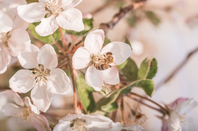 Bildquelle: Sebastian Katz @sk_beekeeping (Die Bildrechte liegen bei dem Verfasser der Mitteilung.) Bildquelle: Sebastian Katz @sk_beekeeping (Die Bildrechte liegen bei dem Verfasser der Mitteilung.)