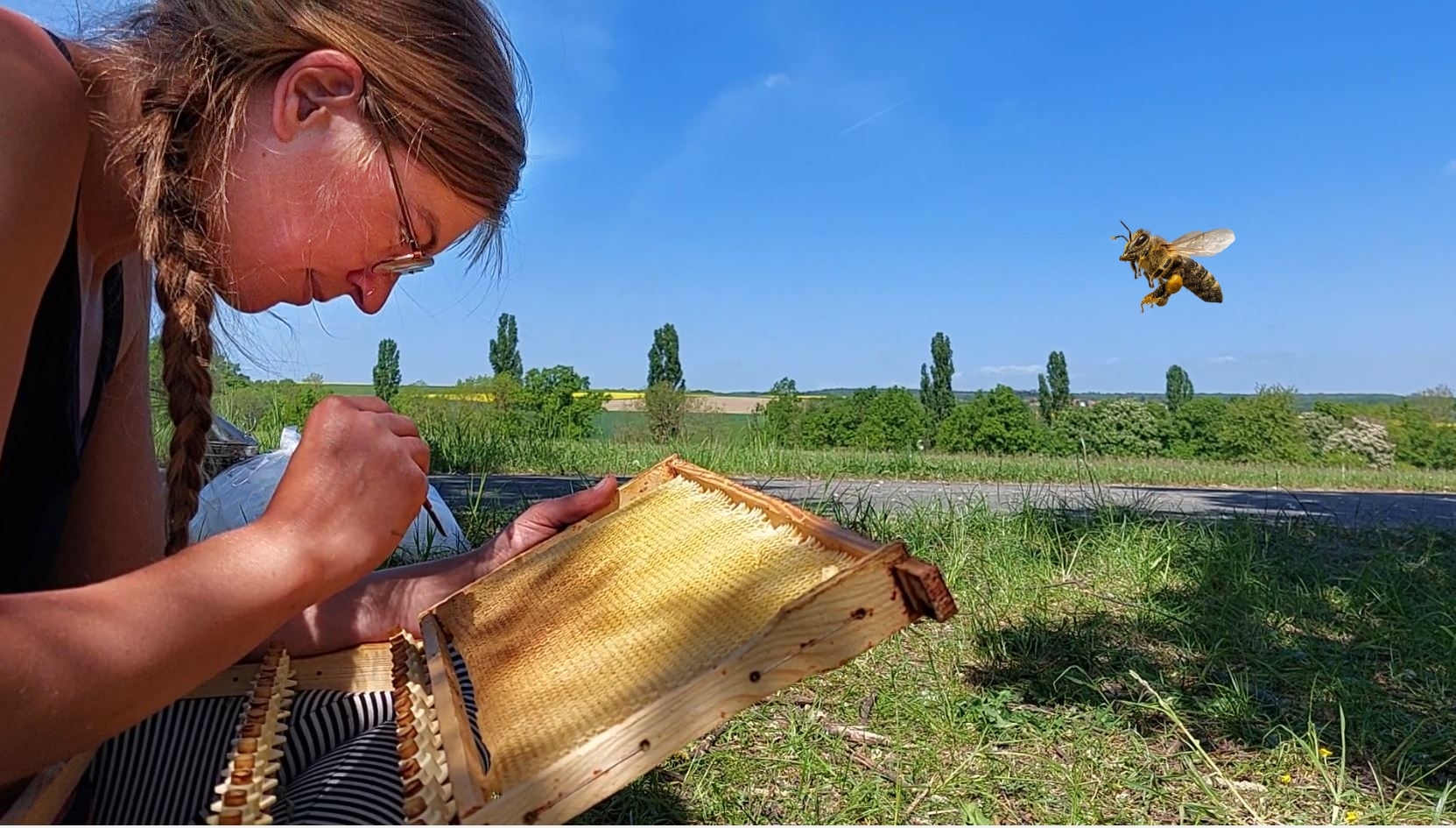 Die Wissenschaftlerin Lena Frank entnimmt aus einer Brutwabe kleinste Bienenlarven. Daraus entstehen dann neue Königinnen. Die Wissenschaftlerin Lena Frank entnimmt aus einer Brutwabe kleinste Bienenlarven. Daraus entstehen dann neue Königinnen.