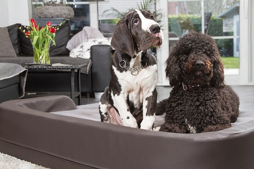 DoggyBed Hundebett (Die Bildrechte liegen bei dem Verfasser der Mitteilung.)
