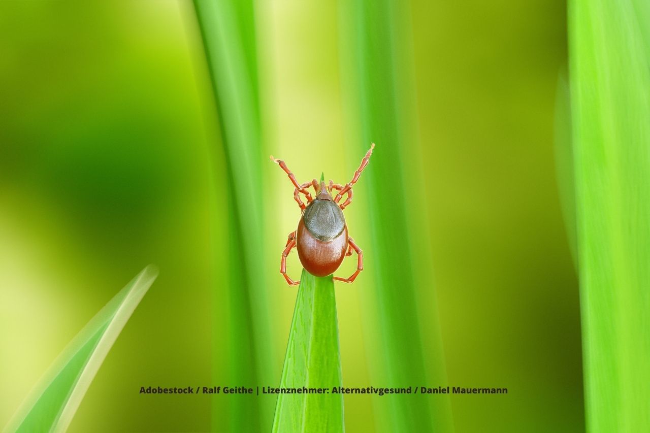 Der Biss einer Zecke kann Borreliose und viele Koinfektionen auslösen. (Bildquelle: @ Adobe Stock / Ralf Geithe) Der Biss einer Zecke kann Borreliose und viele Koinfektionen auslösen. (Bildquelle: @ Adobe Stock / Ralf Geithe)