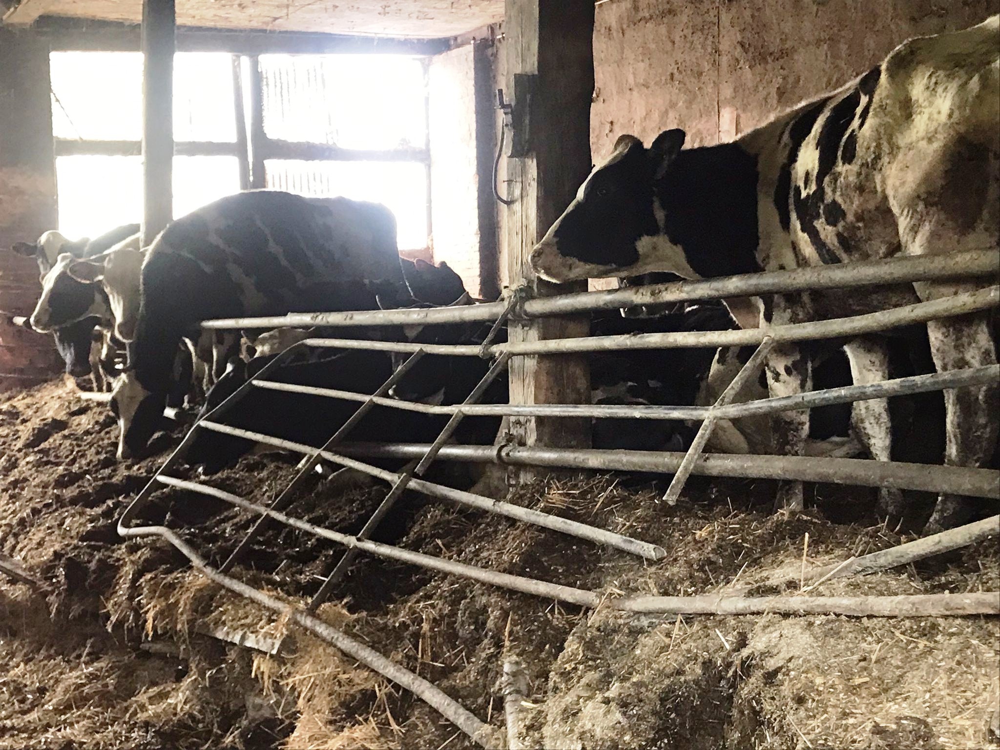 Tierquälerei im brandenburgischen Kremmen: Rinder stehen im eigenen Kot in einem heruntergekommenen Stall