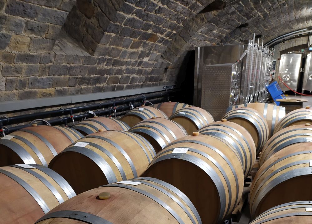 Eine Weinprobe in der Pfalz bietet ein besonderes Naturerlebnis. (Die Bildrechte liegen bei dem Verfasser der Mitteilung.)