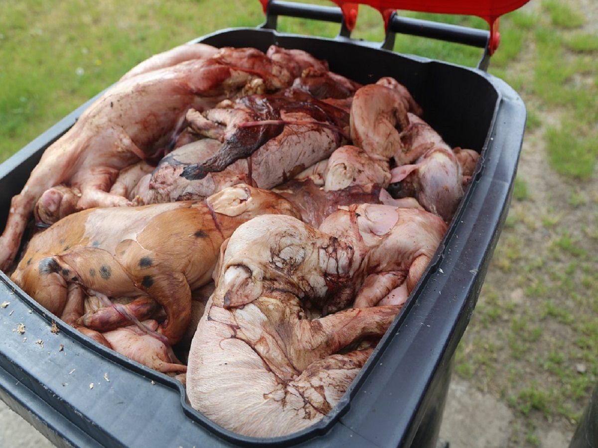 Brandenburg: Ungeschulte Personen in Tierhaltungsbetrieben - Ministerium bestätigt Problem