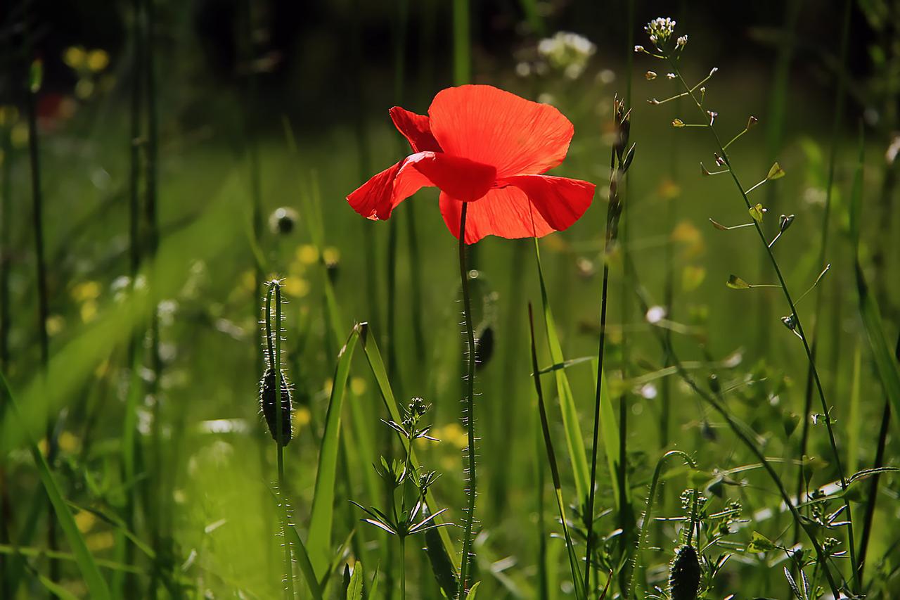 Sommerzeit - Pittazeit (Die Bildrechte liegen bei dem Verfasser der Mitteilung.) Sommerzeit - Pittazeit (Die Bildrechte liegen bei dem Verfasser der Mitteilung.)