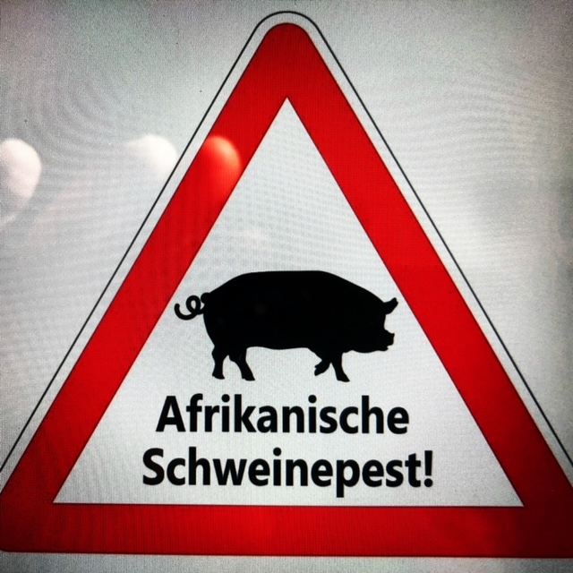 ASP: Gefährlich für Schweine - ungefährlich für Menschen