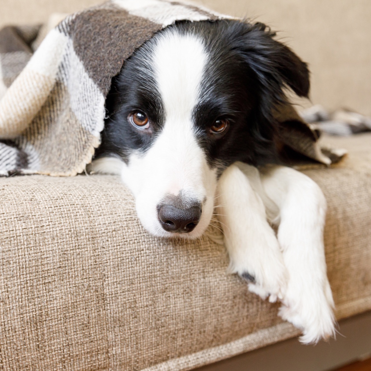Der Hundeblick: Schuldeingeständnis oder Reaktion auf wütende Stimmung? (Bildquelle: Adobe Stock) Der Hundeblick: Schuldeingeständnis oder Reaktion auf wütende Stimmung? (Bildquelle: Adobe Stock)