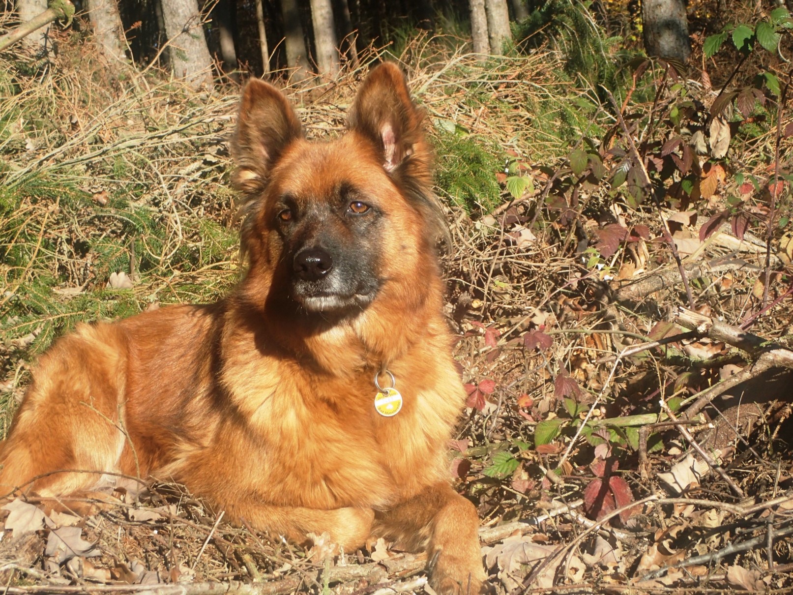 Hunde sogren für Wohlbefinden bei den Senioren (Die Bildrechte liegen bei dem Verfasser der Mitteilung.)