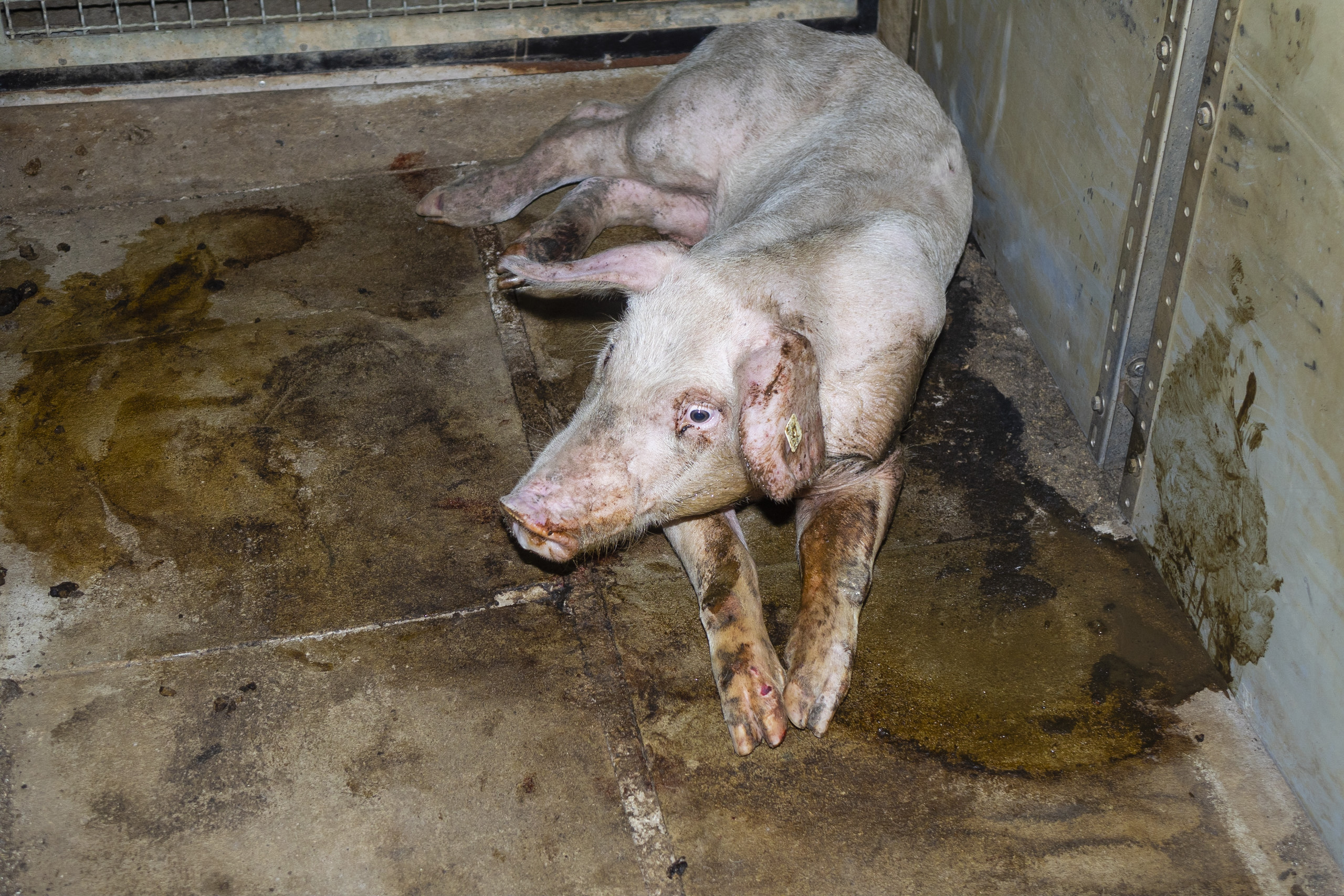 Skrupelloser Schweinemäster vor Gericht: Versteckte Aufnahmen belegen Tierquälerei