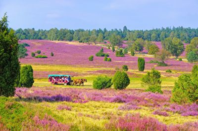 Mit Albert Wolter durch die Heide (Die Bildrechte liegen bei dem Verfasser der Mitteilung.) Mit Albert Wolter durch die Heide (Die Bildrechte liegen bei dem Verfasser der Mitteilung.)